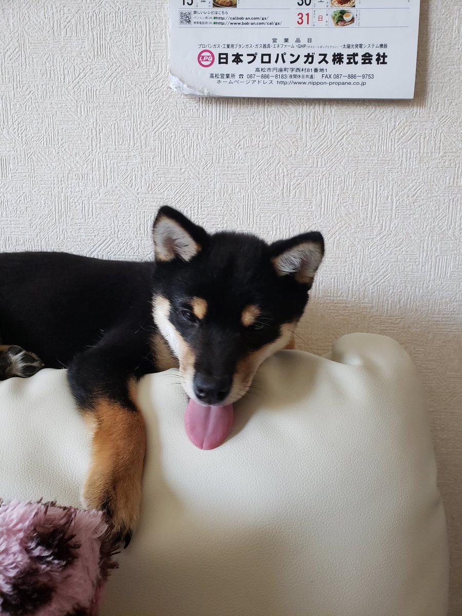 ゲージに入るとすごく大人しい次男坊とまだまだ甘えん坊な3歳になる兄犬#お迎えした頃の自慢の一枚見せて