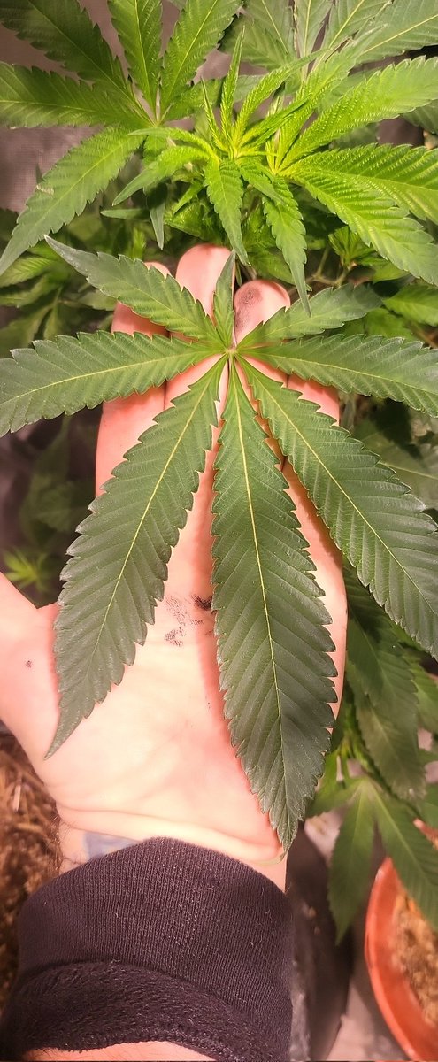 Fan leaves grow from the stem and function as the photosynthesis powerhouse, working with the root system to provide the plant with everything it needs to grow.