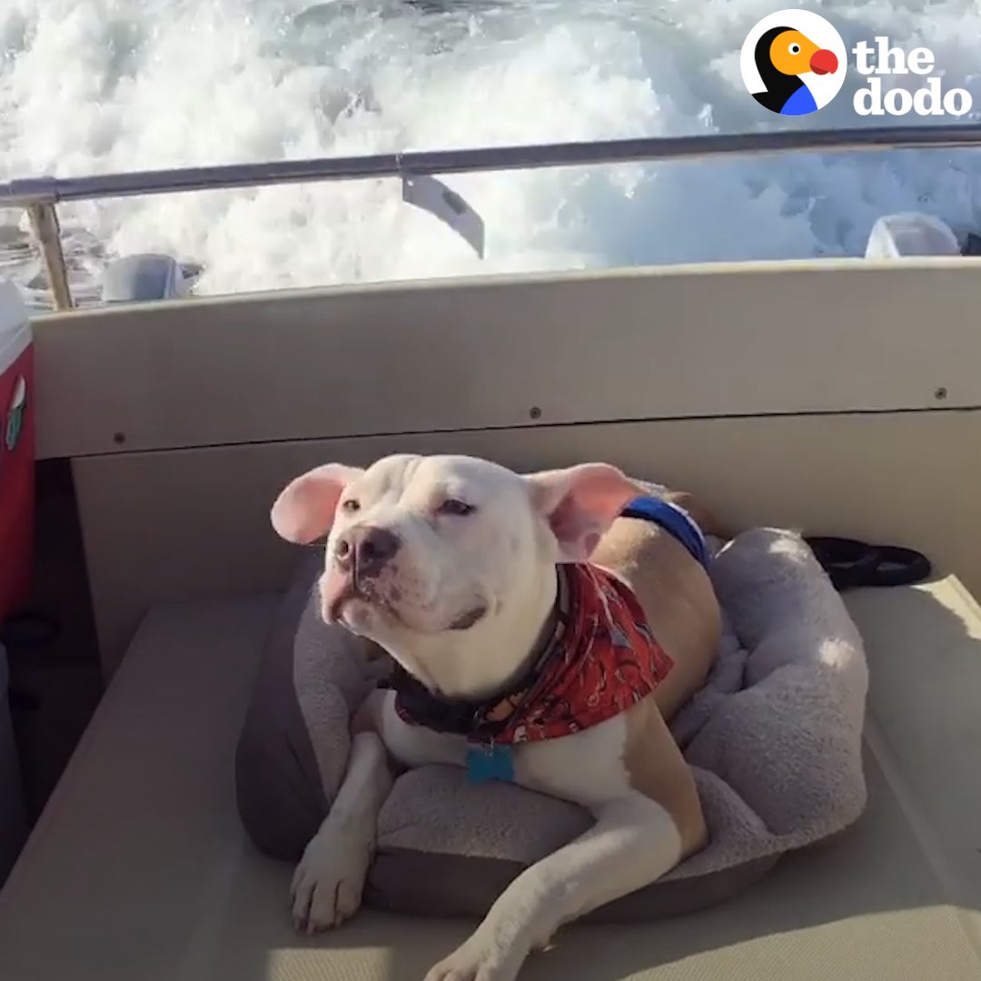 The moment this little puppy gets to run around with his big brother 😍 ...