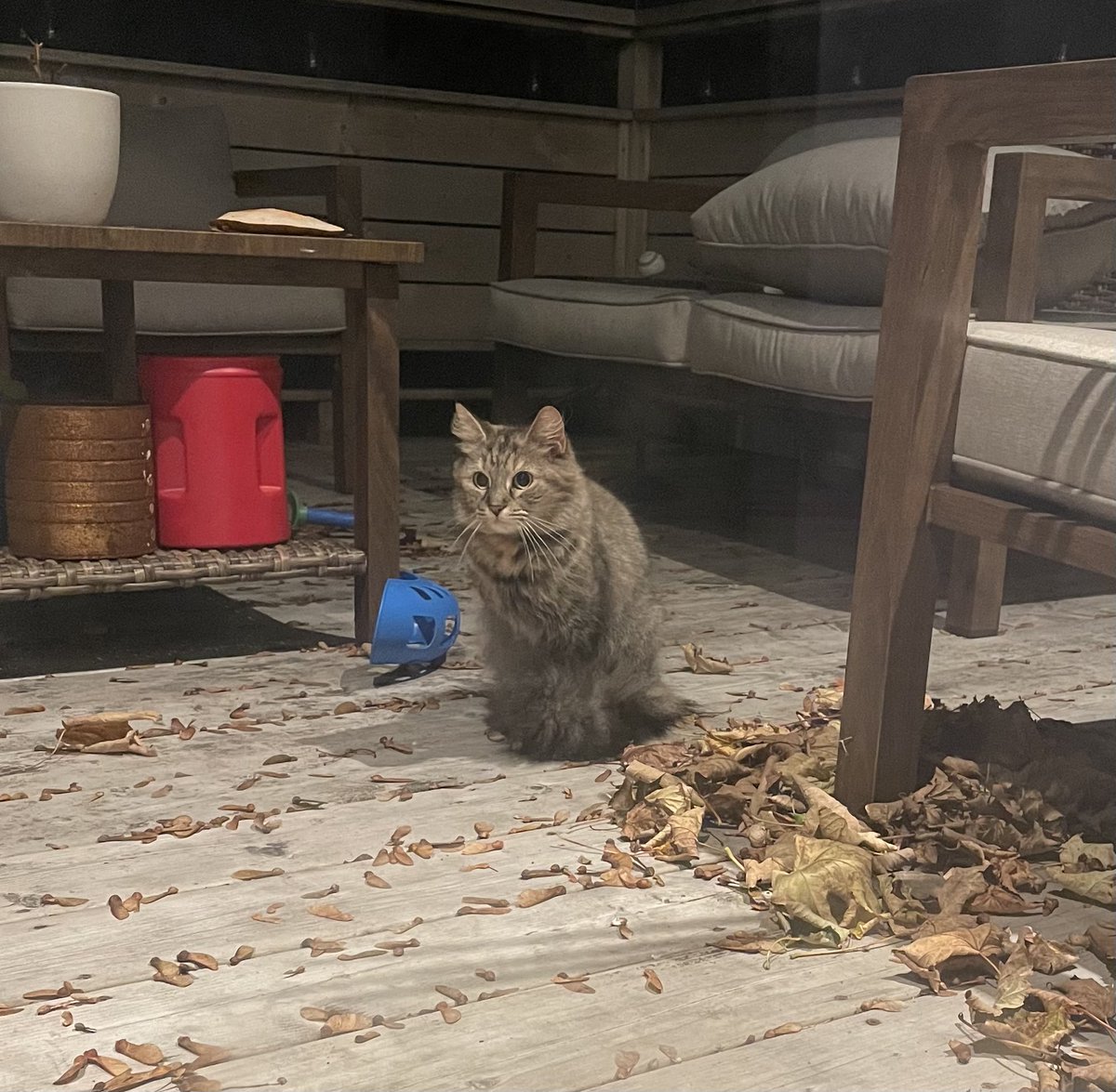 whereismypetnet's tweet photo. Do you know this sweet girl? She’s been hanging around a home on Smith Avenue. DM with info. https://t.co/pyVe2Bi2VH