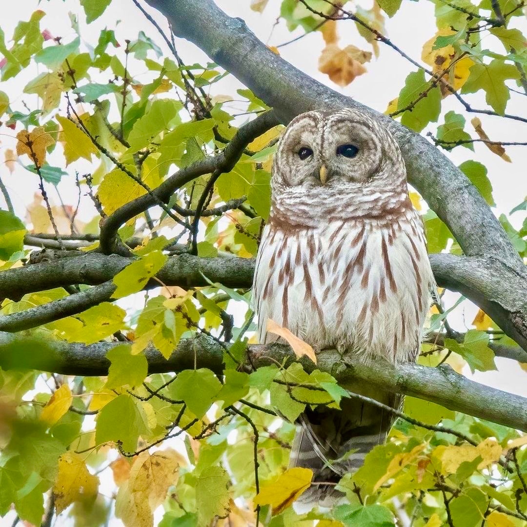 LinnaeanNY's tweet photo. Who...whooo is excited by the prospect of owls in our parks?
We are!🙋♀️ Before we get overly excited, let’s review basic owl etiquette, shall we? https://t.co/5rID3DCNdF
Photo: Barred Owl, @mcbirdyz
#LSNY #LinnaeanNY #Birds #Birding #Owl #OwlEtiquette #EthicalBirding https://t.co/kwX4vfDpwi