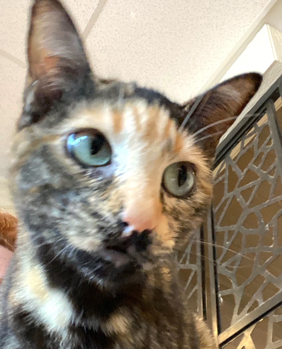 catprofiler's tweet photo. This is Amber, a DSH tortoiseshell who resides @hnjsteahouse in #Aggieland.  That's my shoulder she's using to take selfies. Come meet Amber at Aggieland's first #catcafé 😻 https://t.co/RoTxbRWzr0