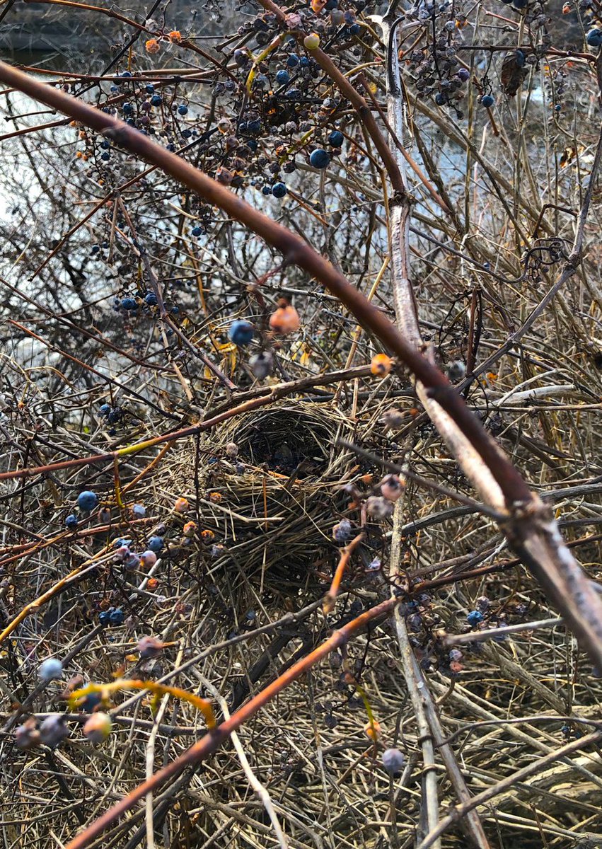 #haiku

old bird nests
and souring wild grapes -
the leafless vines

alf  11.10.22
____________
Lakefield, ON