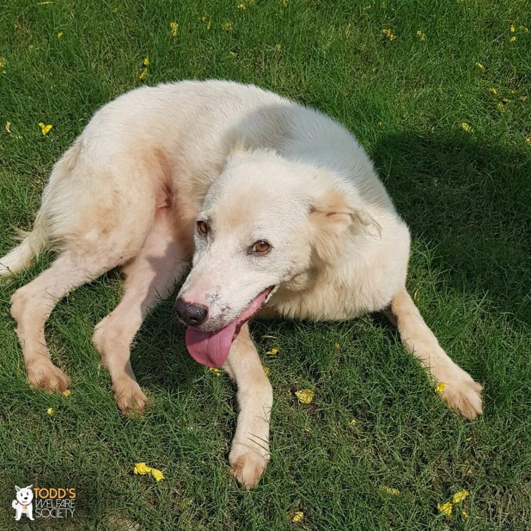 tws_pk2's tweet photo. Today Ariya is fully healed and is a beautiful dog with tons of energy, honestly, you just can't help falling in love with this special girl. Your donations are what help give these rescues a fighting chance, and take them off the streets so that they are not alone or suffering https://t.co/Epssp5zNZ2