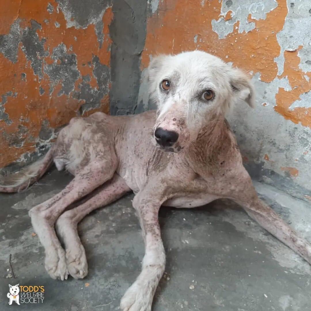 tws_pk2's tweet photo. Today Ariya is fully healed and is a beautiful dog with tons of energy, honestly, you just can't help falling in love with this special girl. Your donations are what help give these rescues a fighting chance, and take them off the streets so that they are not alone or suffering https://t.co/Epssp5zNZ2