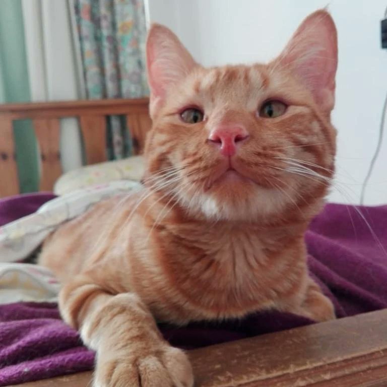 CAIPI en adopción ❤️

Rescatado en el Buen Pastor. Estaba adolorido y sin poder moverse. Después de tratamiento veterinario y mucho mucho amor está listo para encontrar un hogar 😍

SI QUERÉS ADOPTARLO ESCRIBINOS A gatoscordoba@gmail.com