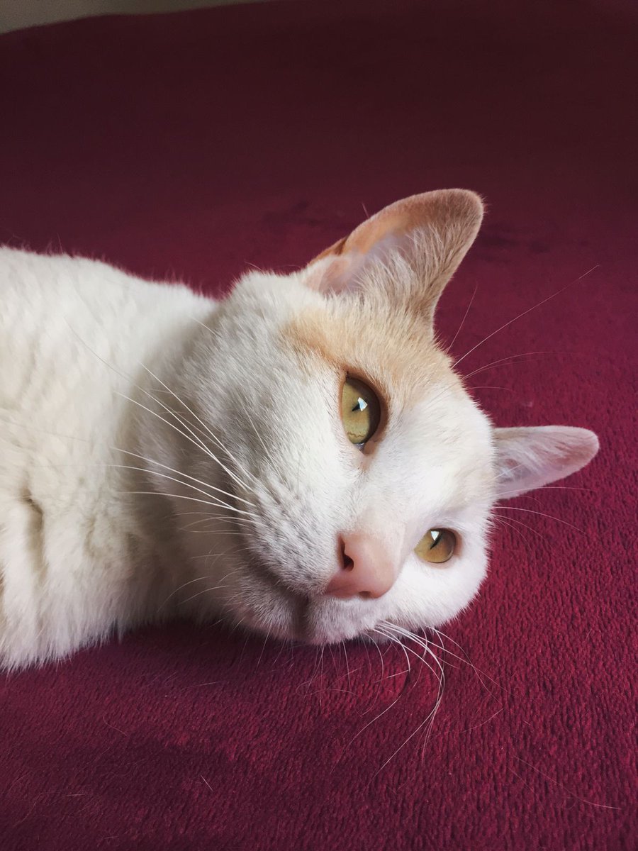 Matilda en adopción ✨🥰