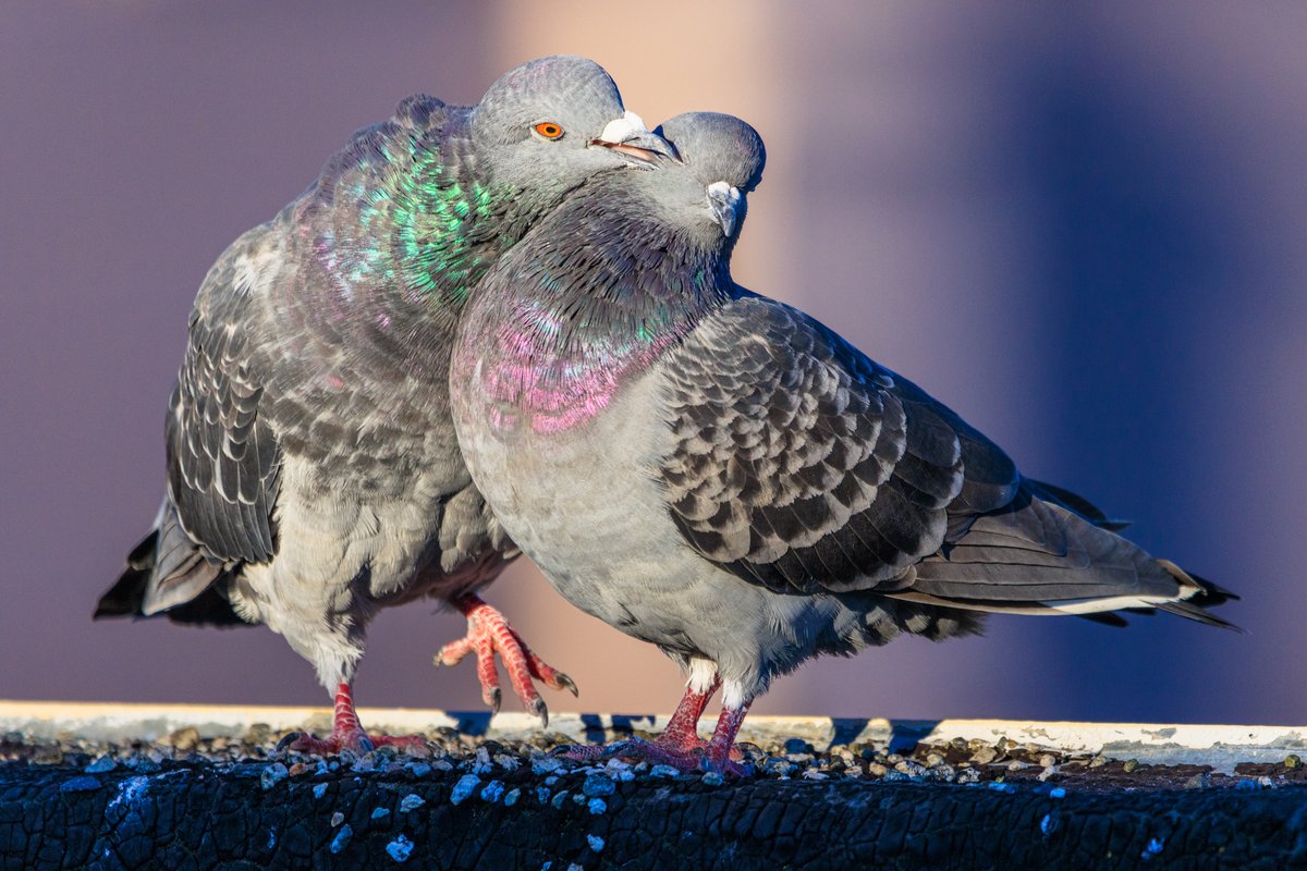 It's almost time for my therapy appointment. Hopefully twitter will still be here after, but if it all falls apart in the meantime, thanks and love to all of you. 💙