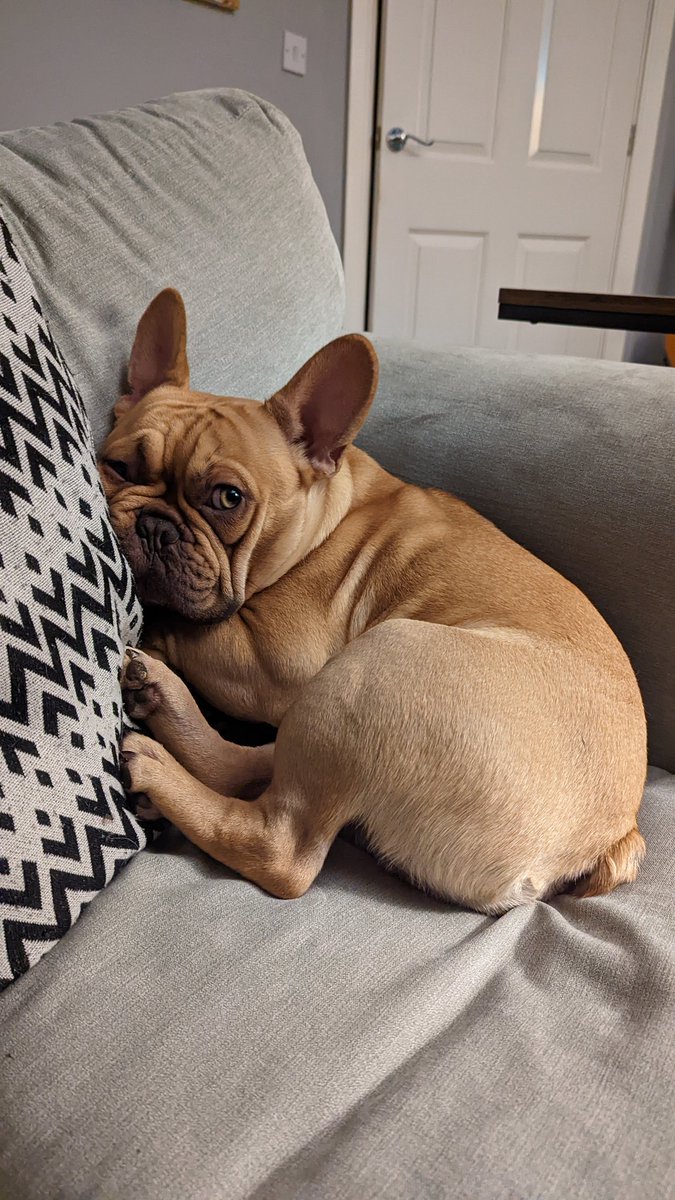AshAPCustoms's tweet image. #chickennugget

#frenchbulldog