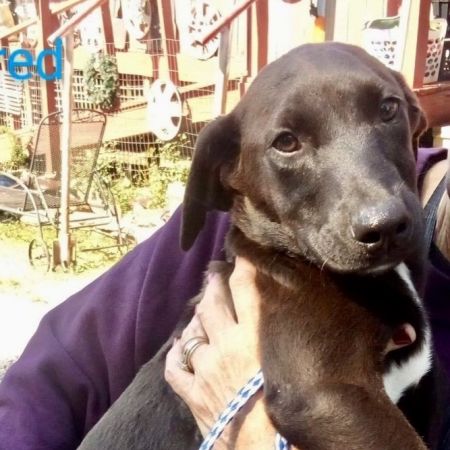 adopt_a_dog_bot's tweet photo. Fred is a friendly guy, who can be found near Verona, NJ! Fred is a Chocolate Labrador Retriever mix, who's looking for their forever home! #ChocolateLabradorRetriever #mixedbreed #mutt #dogsoftwitter #rescue #adopt #dog #Verona #NewJersey #NJ https://t.co/K7y04oaZeX https://t.co/Wot9JCD8T2