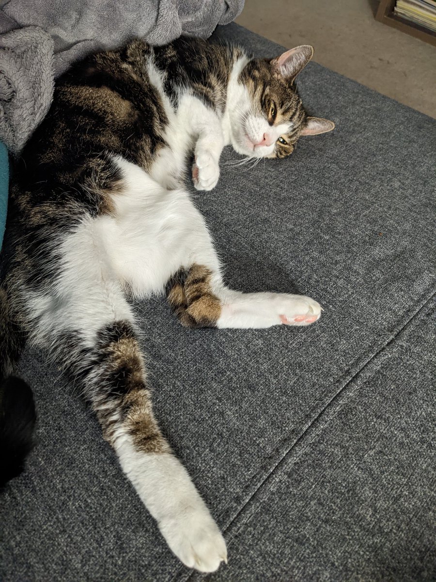 #EmmaTheCat just waiting on belly rubs.