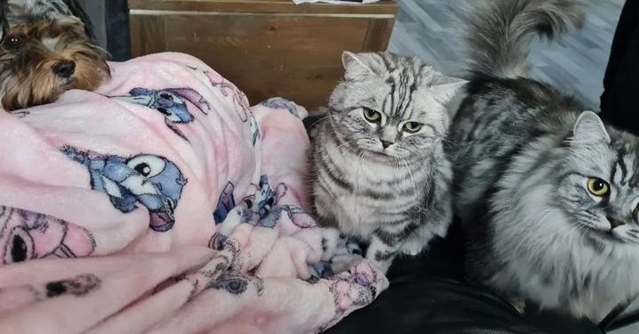 Ruby_Harper1's tweet image. My pets