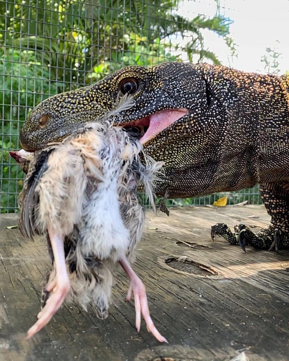 SCrutchfield8's tweet photo. It’s monitor lizard feeding day!!!!
***For the butthurt….the quail Bill is eating is DEAD….frozen before it got to this farm, and once defrosting before feeding…was still DEAD***
#animals #reptiles #reptile #lizard #lizards #monitor #monitorlizard #crocmonitor #argusmonitor https://t.co/M44JCT1hkE