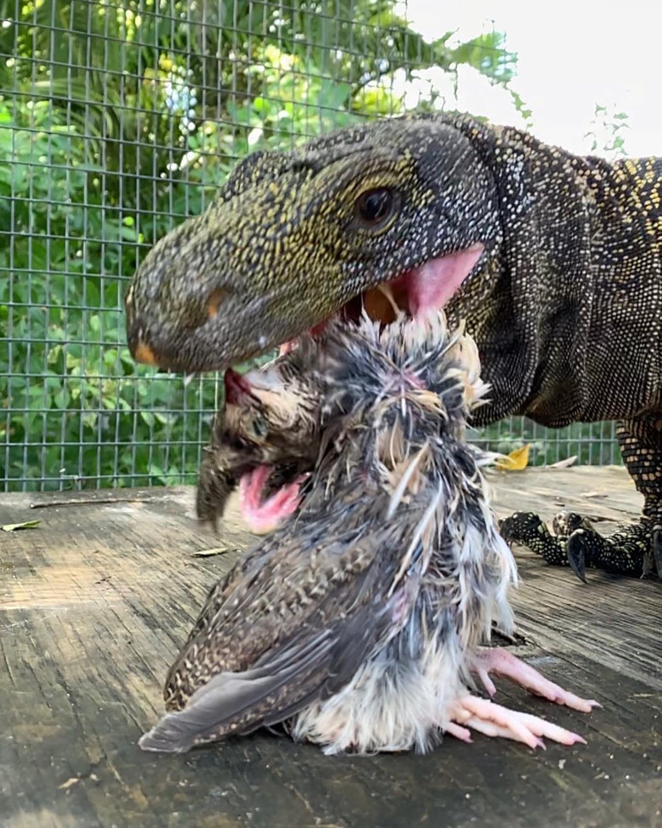 SCrutchfield8's tweet photo. It’s monitor lizard feeding day!!!!
***For the butthurt….the quail Bill is eating is DEAD….frozen before it got to this farm, and once defrosting before feeding…was still DEAD***
#animals #reptiles #reptile #lizard #lizards #monitor #monitorlizard #crocmonitor #argusmonitor https://t.co/M44JCT1hkE