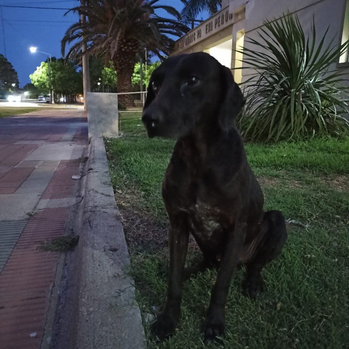 SE BUSCA HOGAR URGENTE O UN PROVISORIO , ES UN MACHITO Y ES MUY BUENITO .. COMPARTAN