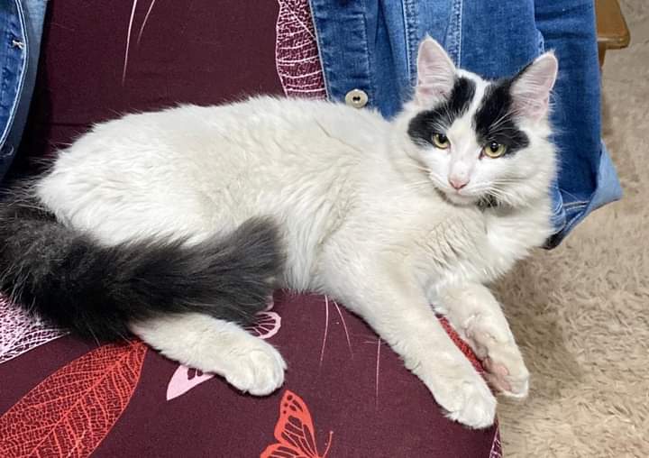 maucor's tweet image. Que se hace,que se siente ..cuando se pierde tu gatito regalón. Lo extrañamos!!!