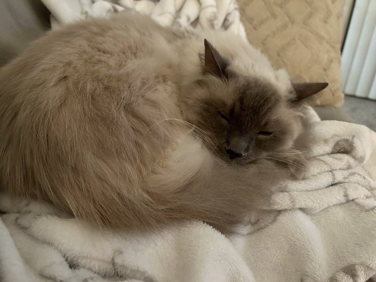 MarcFritzII1's tweet photo. Sir Charles with his natural beauty showing!! #flufflife #CatsofTwitter https://t.co/B6MrzxuutT