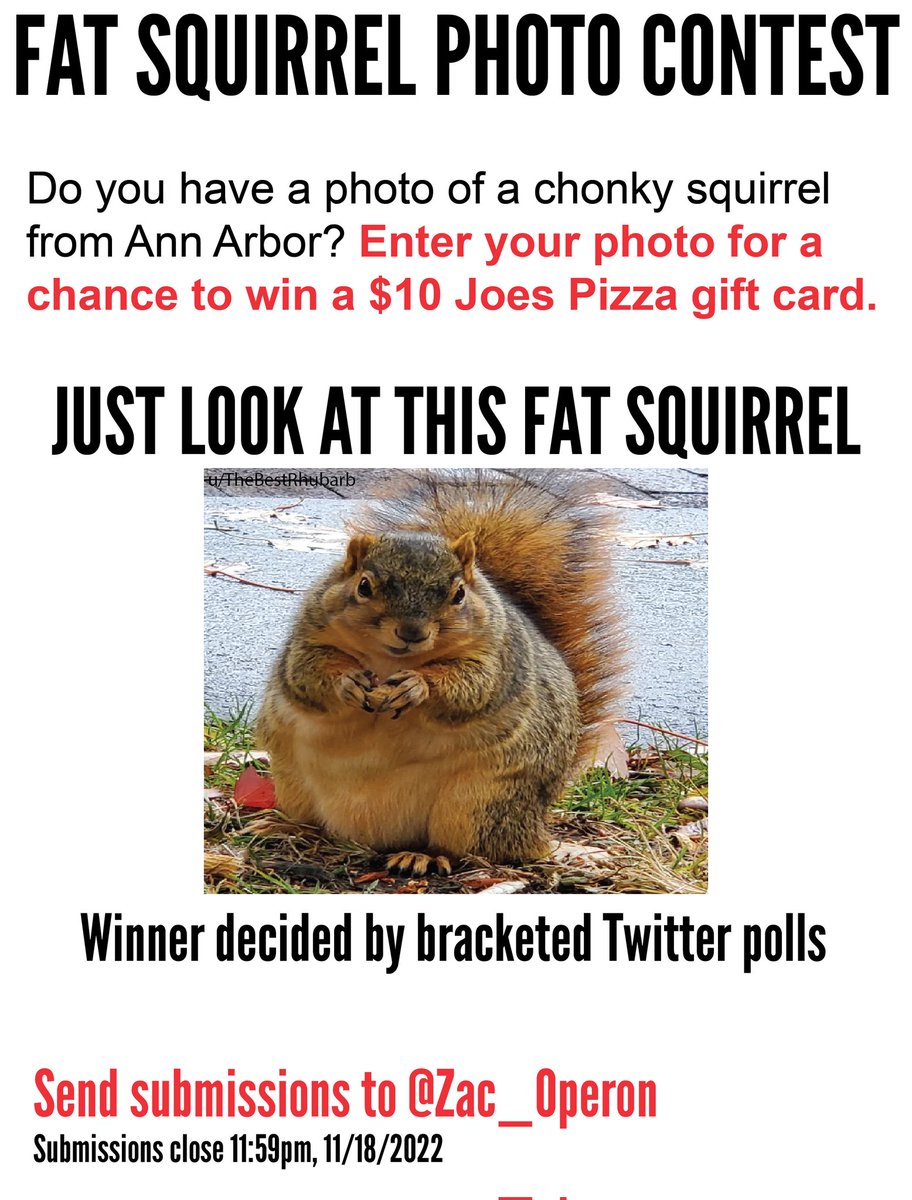 Do you like round #Squirrels? Do you like Twitter polls? Do you like pizza???? Then submit your photos and vote for the chonkiest of them all in the inaugural Fat Squirrel Photo Contest!! 
#AnnArbor