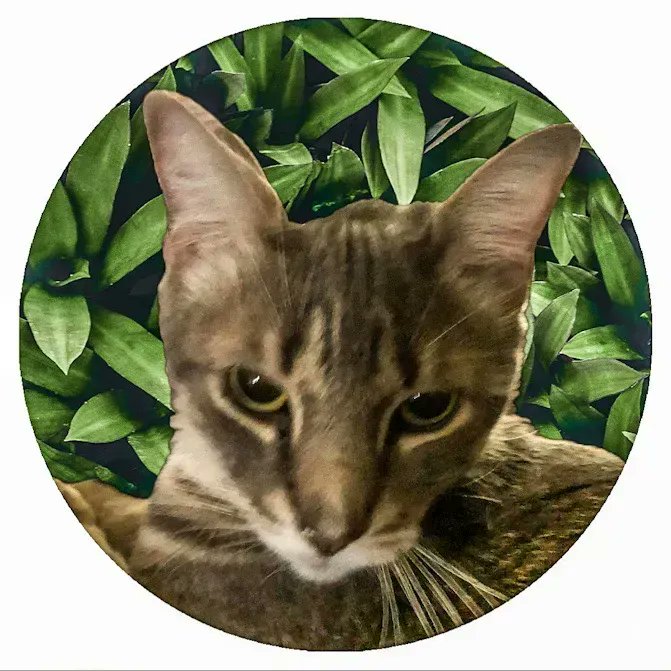 WayofCats's tweet photo. Bud-Bud is my wildest cat. And yet, so loving.
#BudBudtheSpud #Feral #CatsOfTwitter #HelpItsAnAlpha https://t.co/7mZLmBtyAP