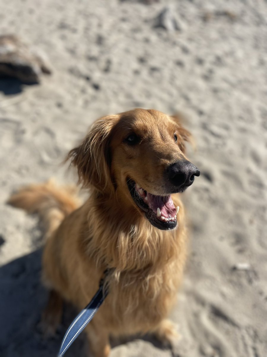 aaronalby20's tweet photo. @PFTCommenter This is Bruno. He also has a brother named Leroy. #RIPLeroy https://t.co/LLgvllIzyz