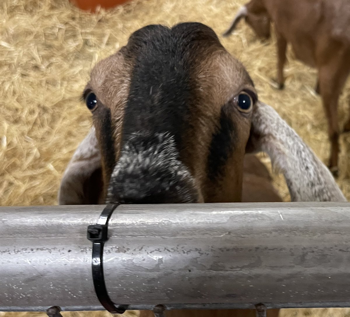 Tweet by UT Col of Vet Med