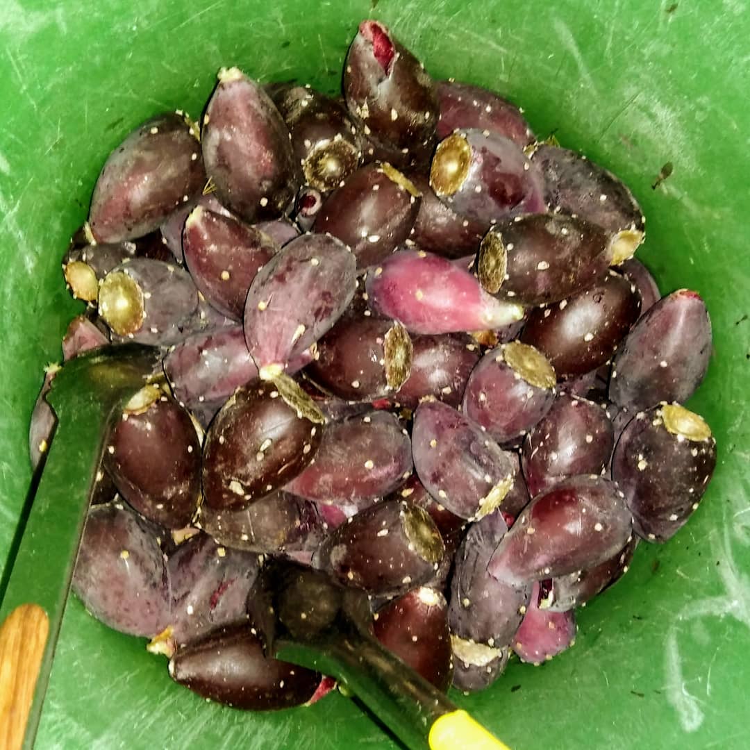 schoenhol's tweet photo. So I'm making prickly pear jelly and simple syrup for mijitos and other delicious drinks. #Jenjenburque. #jenjencherri https://t.co/lHgwZz5xIK