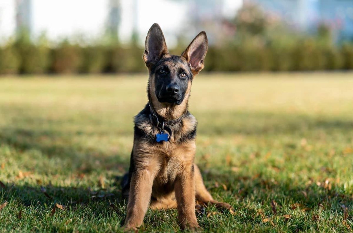 TheOvalPawffice's tweet photo. 🐾 The generation who grew up doing active shooter drills in schools and survived VOTED. Now republicans want to raise the voting age to 21. Funny how they’re ok with a 10 yo giving birth or an 18 yo buying an AR-25, but voting at 18 is outrageous! Awooooof Wuf! #GenZ 💙 https://t.co/AEGTqTQH58