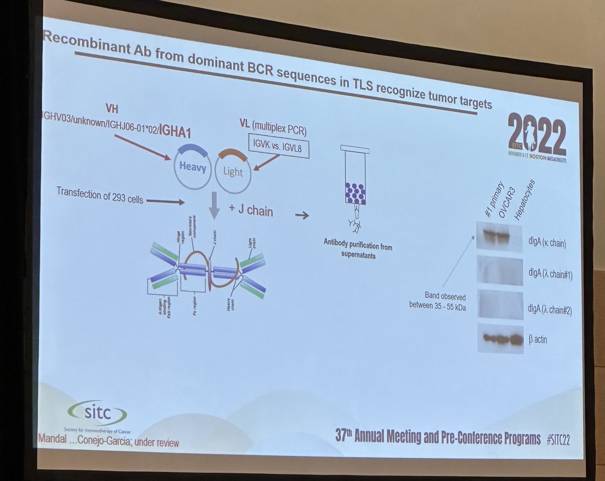 BernardAFox's tweet photo. 4) Profs. @sautesfridm & Hadyn Kissick chair a Fantastic session on tertiary #lymphoid #Structures #TLS /Dr José Conejo-Garcia 💥AB FROM TLS B CELLS ABROGATE TUMOR GROWTH 💥 #SITC2022 #SITC22 B Cell Zone/ #Mab #FinishCancer #IL21 #CXCL13 #OvarianCancer https://t.co/EYMQcQtJkD