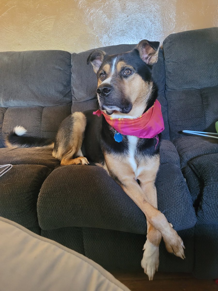 Schnazychazy's tweet photo. @PFTCommenter We miss you Leroy! Good boy! https://t.co/eSrwFLkbLr