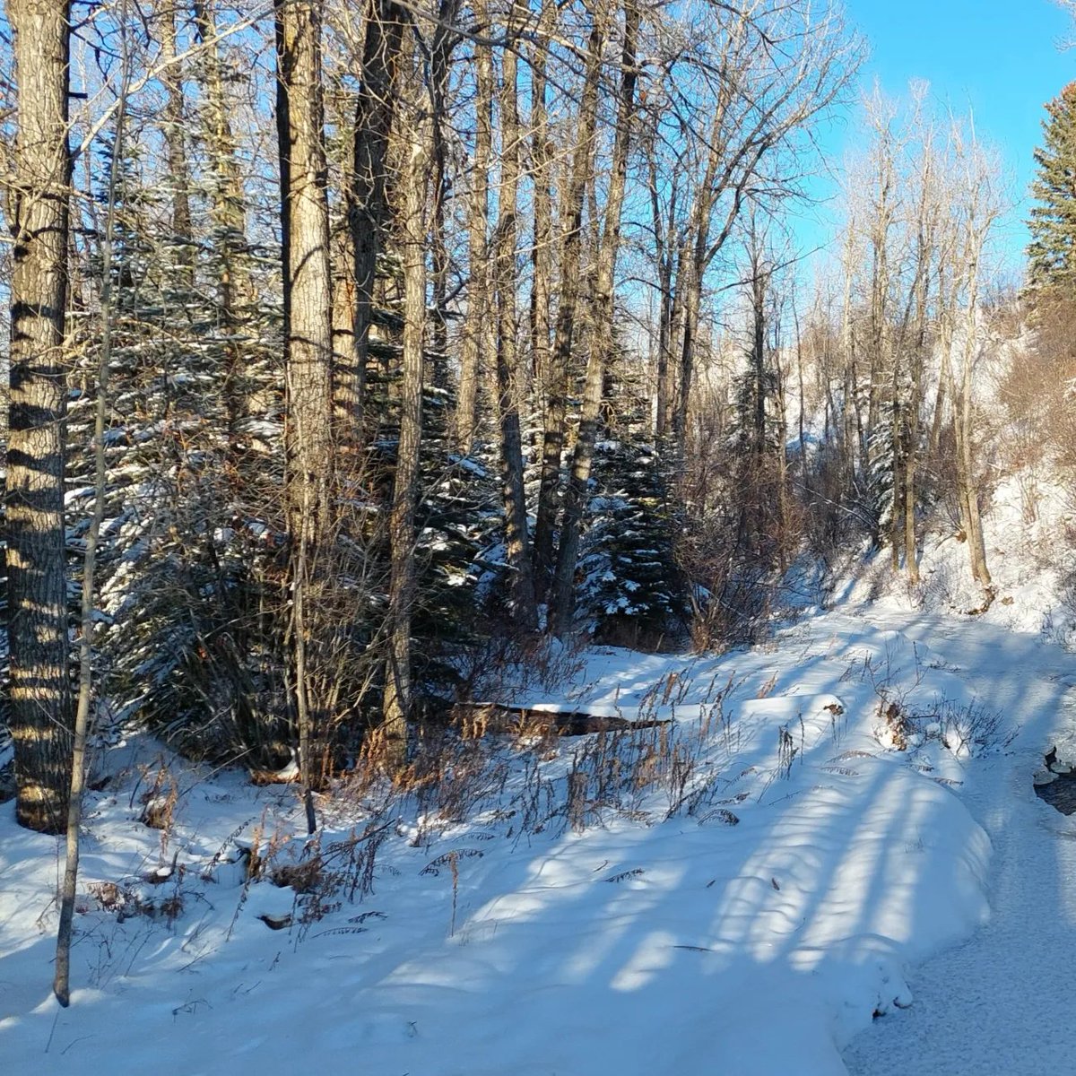 sitskishona's tweet photo. Can't get enough of these snowy, blue sky views. The stream is now almost totally frozen over, probably something to do with the -24⁰C temperatures 🥶 At what point do shorts become inappropriate attire? (Asking for a friend) 😂
#sitskishonaontour https://t.co/6W20YwlC8i