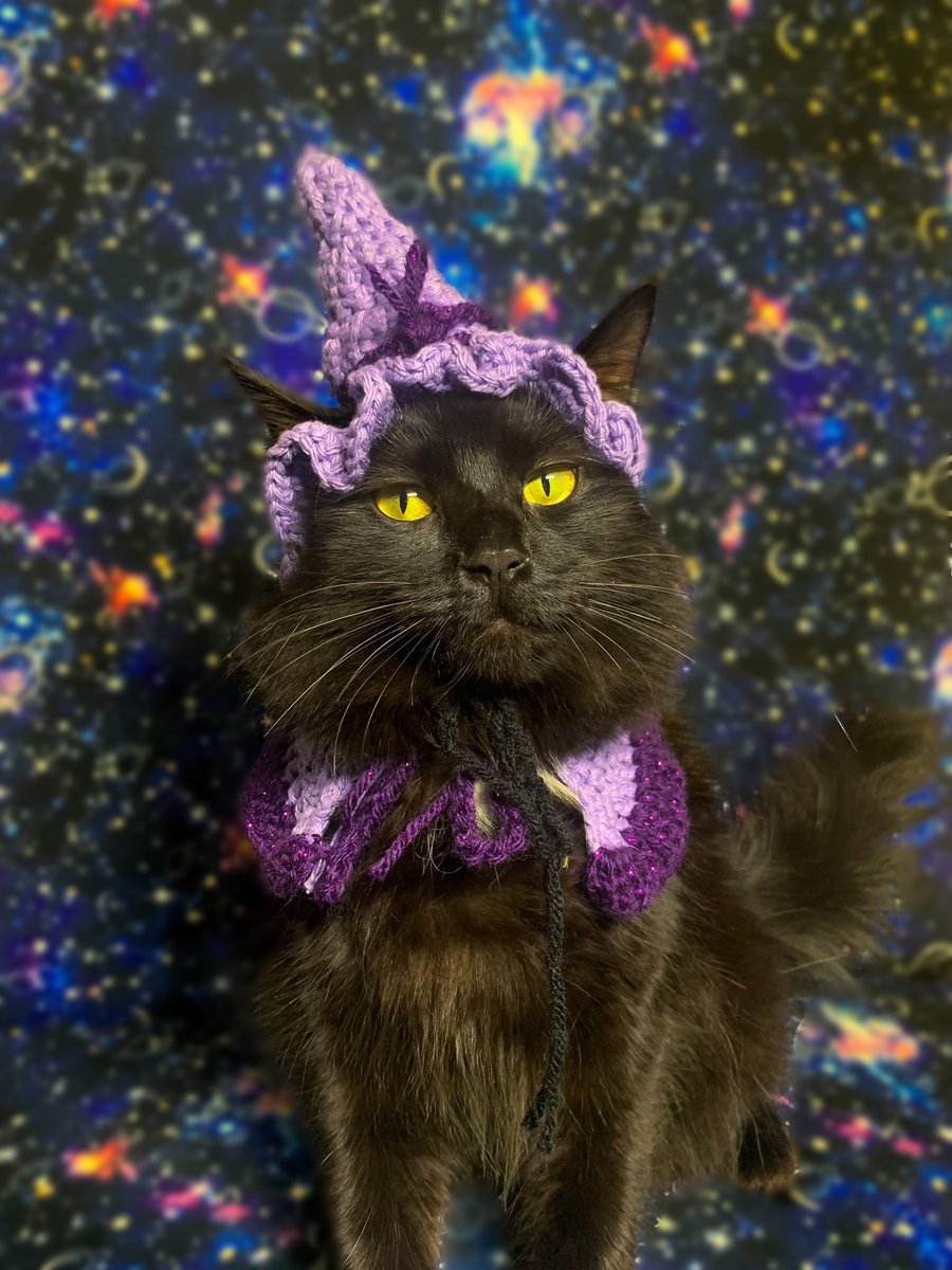 LilsLuluboo's tweet photo. Luna ze witch #CatsOnTwitter #CatsOfTwitter #catsincostumes https://t.co/plQPNzLF0y