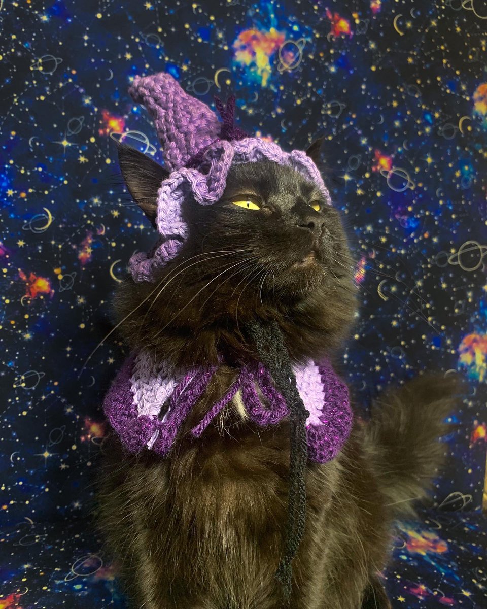 LilsLuluboo's tweet photo. Luna ze witch #CatsOnTwitter #CatsOfTwitter #catsincostumes https://t.co/plQPNzLF0y