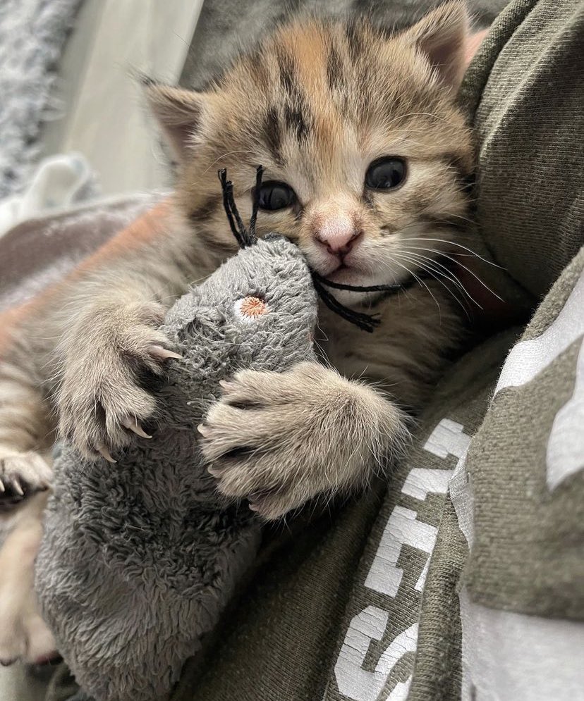 HumDinky's tweet photo. mete   ,my   new   ,   fren   he caled  blip blop  ‘   we  snougcklign https://t.co/h4qblyChms
