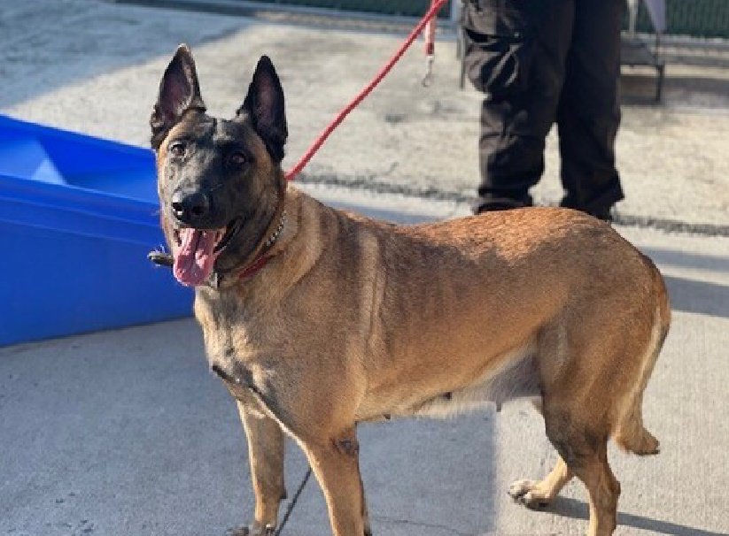 MyBoxerLuvMac1's tweet photo. 💔Elsa💔
#NYCACC #155768
▪️To Be Killed: 11/12💉
Beautiful Sheppie abandoned @ fence, across from ACC! Of course he's fearful +not settling well! Who knows what she endured! Sweet girl needs loving, exp., N.East #Foster home, 4 guidance +reassurance. Pls #pledge 4 #Rescue
💞Elsa https://t.co/5Jsq4WVCsa