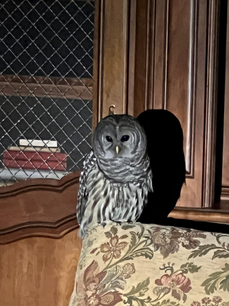 At 4am OBPD officers responded  to an intruder at a home on Beach Dr.  Officers arrived on scene &amp; located the suspect perched on a couch. After somer coaxing the intruder casually walked outside through open patio doors &amp; flew away. No animals or officers were injured.