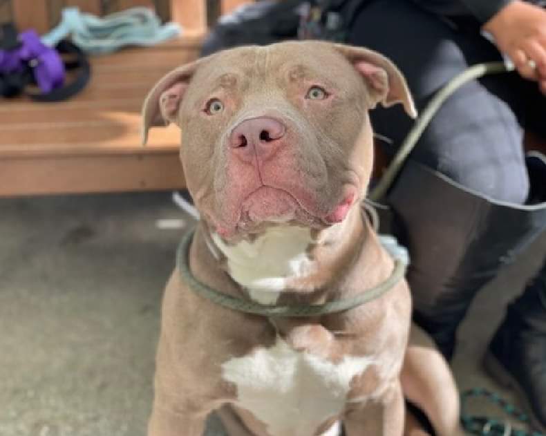 MyBoxerLuvMac1's tweet photo. 💔Kanan💔
#NYCACC #155868 9M
▪️To Be Killed: 11/12💉
Sweet, darling, exuberant baby's💔, after cruelly abandoned by👪.
All this sweetest boy  wants is love. Already knows some commands +partially h.trained. Needs loving, N.East Adopter/Foster, 4 security, 2 shine. #pledge
💞Kanan https://t.co/bMRgSES6vq