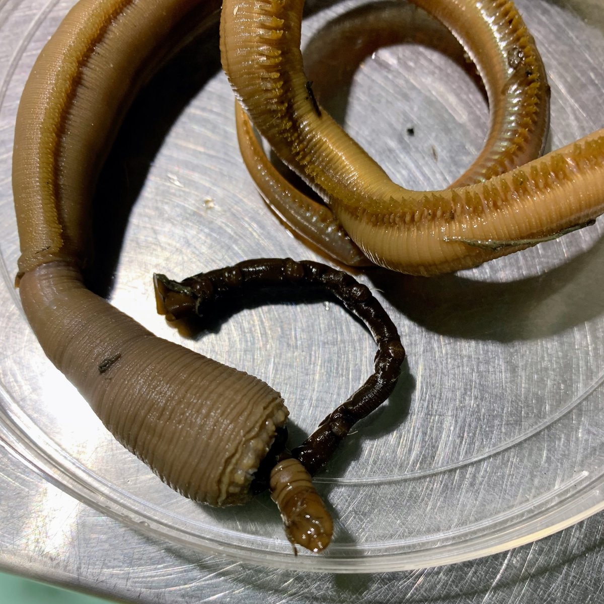 biologicabc's tweet photo. Time to take a bite out of worm taxonomy! This is a glycerid making a meal out of a maldanid. It’s a worm eat worm ocean out there.

#biologicabc #polychaete #worms https://t.co/nl0TZm0doJ