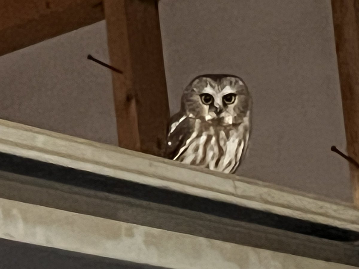 Henry Hauser tweet media