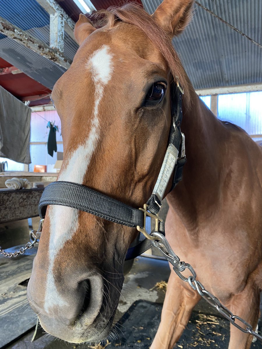 ルールソヴァール。写真を掲載して頂き、ありがとうございます🤲無事で本当に良かったです。10歳で道営記念で勝ち負けの競馬。素晴らしい競馬だったと思います。本当にお疲れ様でした!