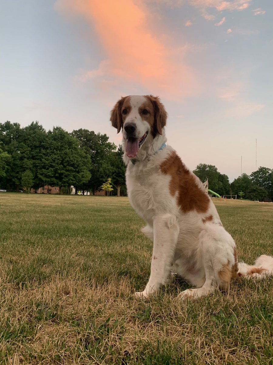 TJBaker10's tweet photo. @PFTCommenter This is Appa. He will occasionally yip yip but is still a very good boy. https://t.co/MvTDcrnq16