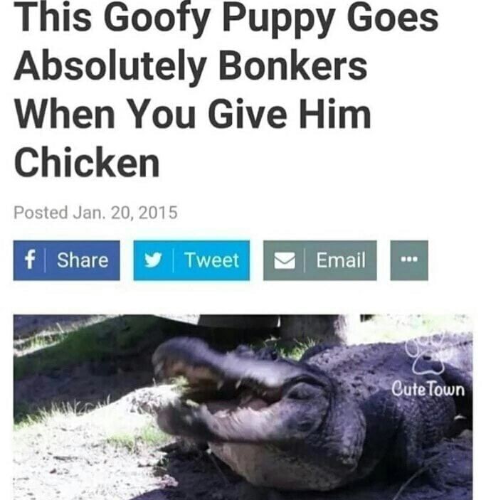 Gators Daily 🐊 (@gatorsdaily) on Twitter photo 