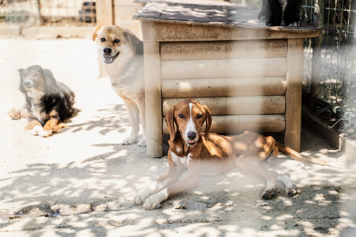 #NationalShelterAppreciationWeek  
There are over 6 million pets in shelters in the US. We’re committed to supporting our local shelters and caring for every rescue. Learn how to join us here: bit.ly/3UlLUZL