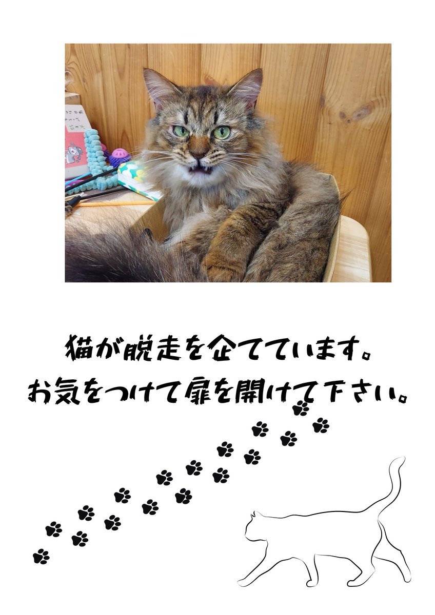 猫カフェfivecats ファイブキャッツ 青森にある猫カフェ 子猫のへや