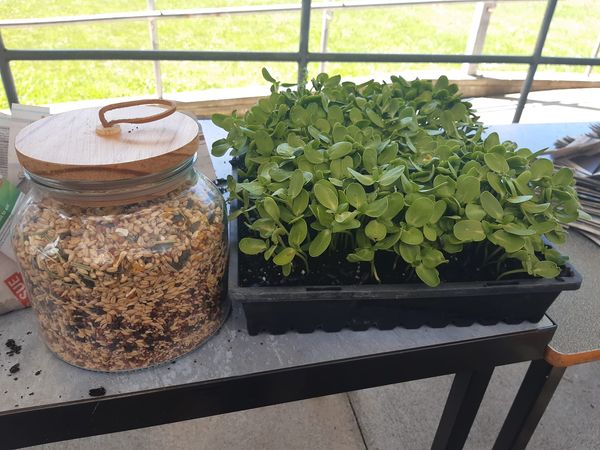 Aus Cover Cropping tweet media