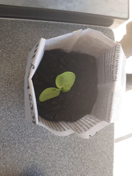 The Timboon School hosted their Agriculture Project day. #heytesburydistrictlandcarenetwork have been long term supporters, I joined Lyndell and Kate planting sunflowers with the kids/ explaining why and how plants grow. I bought a jar of multispecies seed along. A fantastic day!