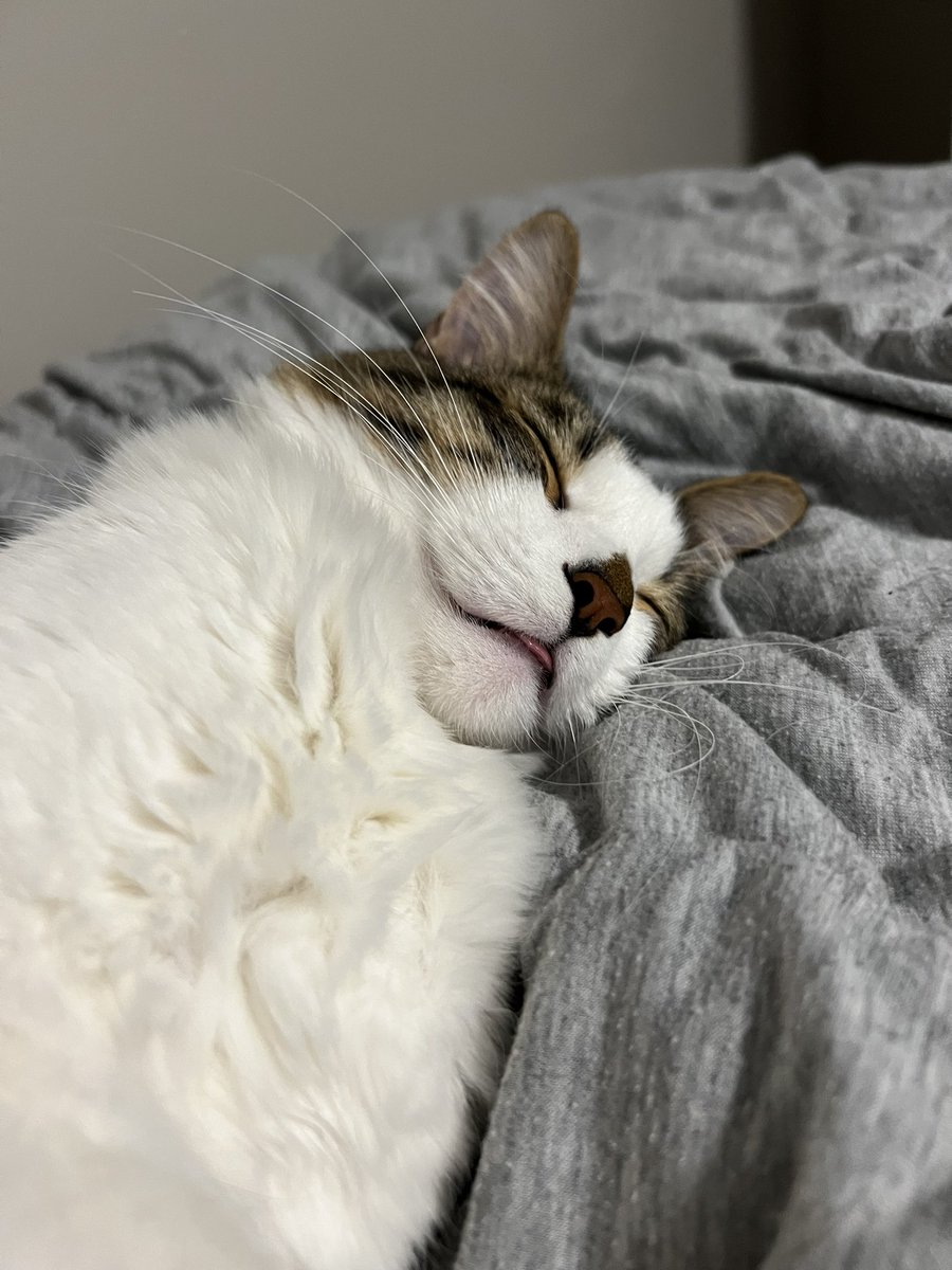 catnamedham's tweet photo. sometimes the Sleep be really good https://t.co/mypO8hLUaj