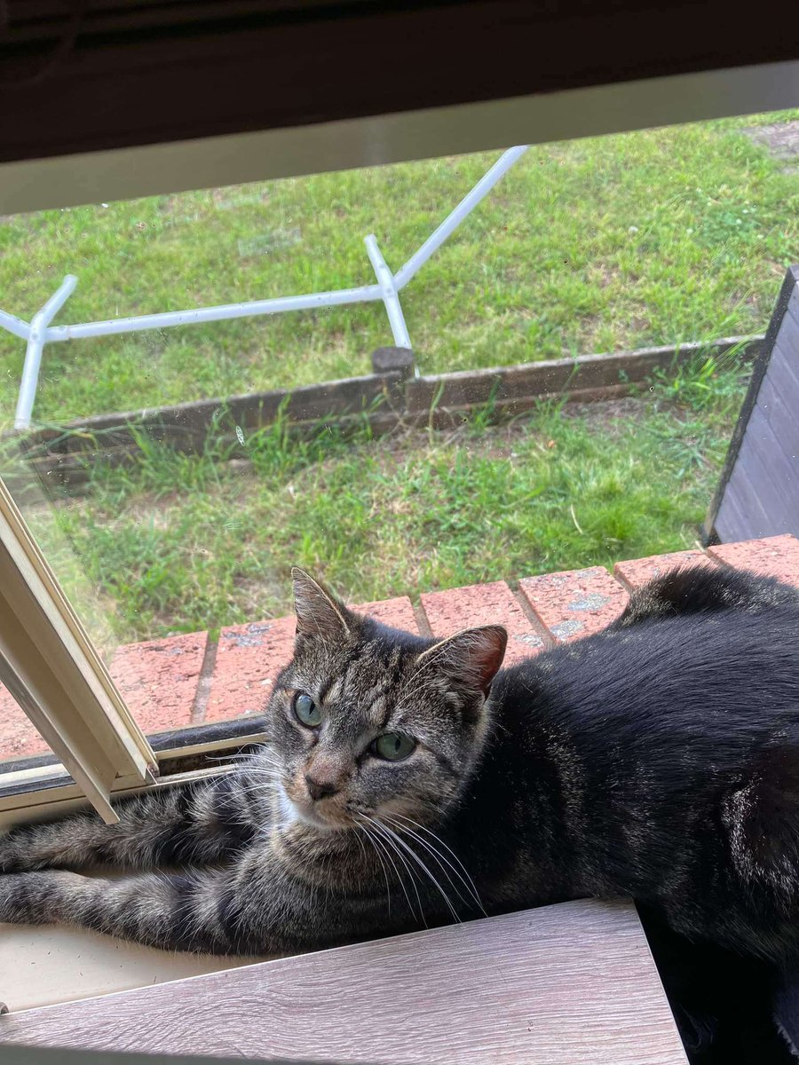 JJgames101's tweet photo. @DontShowYourCat missy https://t.co/cngtY3YCuK