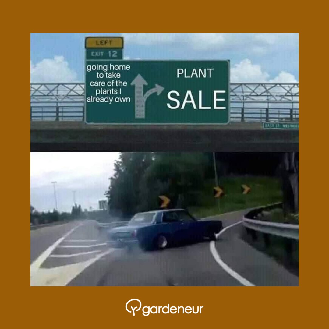 We've all been there 😅 How do you curate your houseplant collection? Comment below! 

#PlantMarket #PlantShop #PlantShopping #AroidAddicts #Aroids #Anthurium #Alocasia #PinkPlants #RarePlants #PlantCollection #PlantCollectors #Houseplants #plantshop #plantsmakepeoplehappy