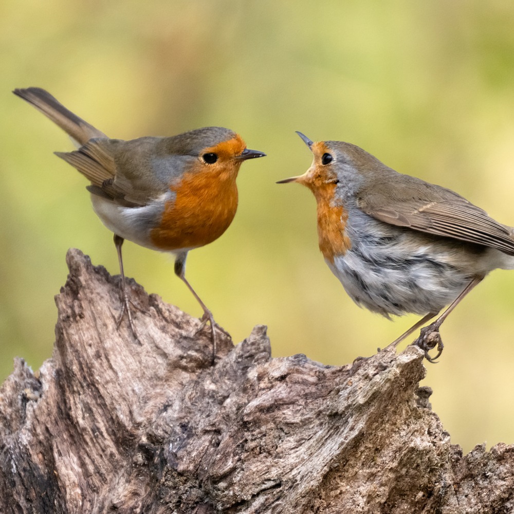 msdeelaw's tweet photo. @NeonMob @CarineBelzon 🎶🎵🎶 Rockin' robin. Tweet. Tweet. Tweet. Rockin' robin. Tweet, tweedle-lee-dee. 🎶🎵🎶

Have you started #collecting  on #NeonMob, yet?

#digitalcollectibles #birds #photography #digitaltradingcards #Robins https://t.co/OUZA0GRwCI
