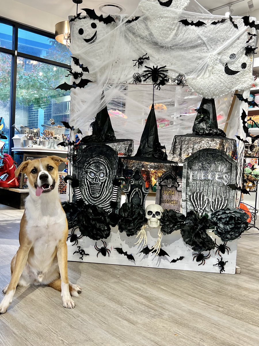 DE_RyanMosier's tweet photo. While many deliberate the future of social media, I’d like to take a moment while I can to wish a happy belated birthday to the demon child, Izzy.
Somehow we both survived his first year on this planet.
#dogsoftwitter #dogsofgreenville #muttsoftwitter #birthdaydog #dogs https://t.co/siiH1JK8sL